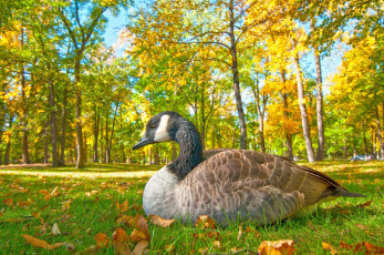 Картинка животные гуси гусь птица трава парк осень