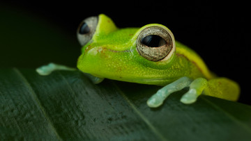 Картинка животные лягушки лист зеленая лягушка
