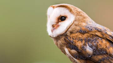 Картинка животные совы амбарная сова barn owl сипуха птицы