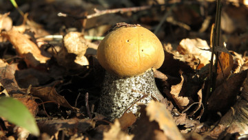 Картинка природа грибы гриб лес