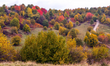 Картинка природа лес осень панорама