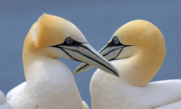 Картинка животные олуши пара птицы