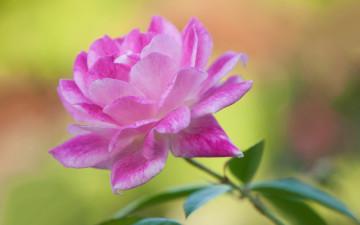 Картинка цветы розы лепестки цветок краски