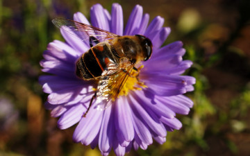 Картинка пчела животные насекомые полосатая муха журчалка пчелка