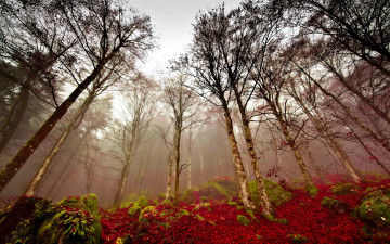 Картинка природа лес деревья мох туман