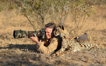 Картинка животные гепарды гепард природа фотограф