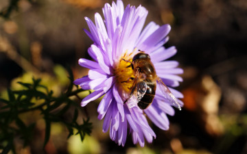 Картинка животные насекомые полосатая муха журчалка пчелка пчела