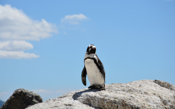 Картинка животные пингвины пингвин