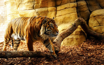 обоя животные, тигры, fang, animal, predator, tiger, tora, konoha, leaf