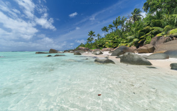Картинка природа тропики пальмы пляж побережье море