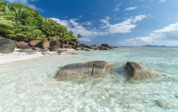 Картинка природа тропики пальмы море пляж побережье