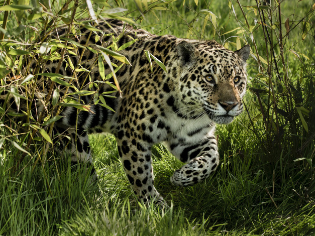 Обои картинки фото jaguar, животные, Ягуары, хищник