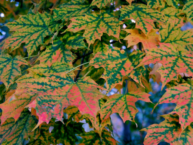 Обои картинки фото природа, листья, кленовые, осень