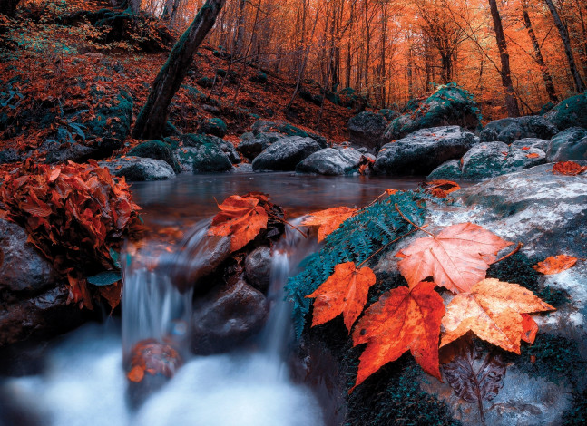 Обои картинки фото природа, реки, озера, осень, пейзаж, ручей, камни, течение, лес, деревья, листья