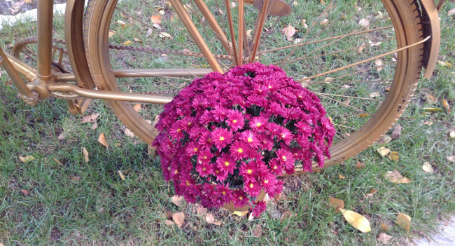 Обои картинки фото цветы, хризантемы, осень, октябрь, 2017