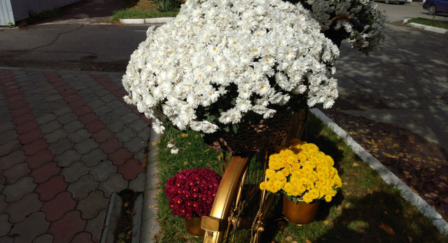 Обои картинки фото цветы, хризантемы, осень, октябрь, 2017