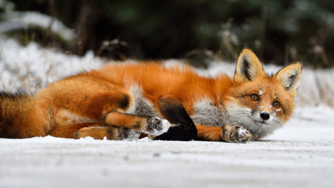Обои картинки фото животные, лисы, рыжая, лиса, снег