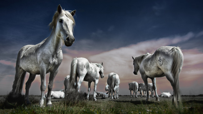 Обои картинки фото животные, лошади, поле, стая, природа