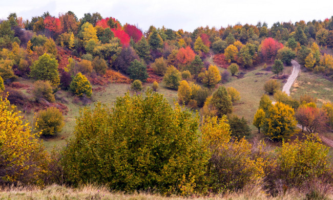 Обои картинки фото природа, лес, осень, панорама