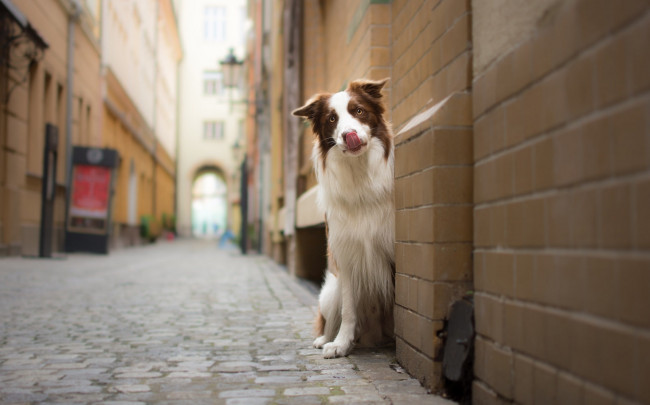 Обои картинки фото животные, собаки, townhouses, border, collie, street, dog, бордер-колли, look