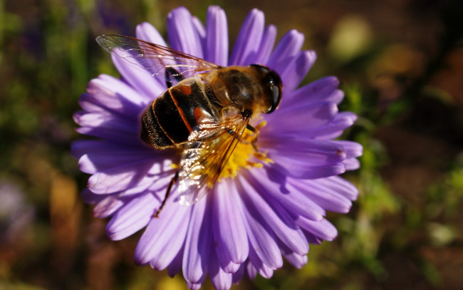Обои картинки фото пчела, животные, насекомые, полосатая, муха, журчалка, пчелка