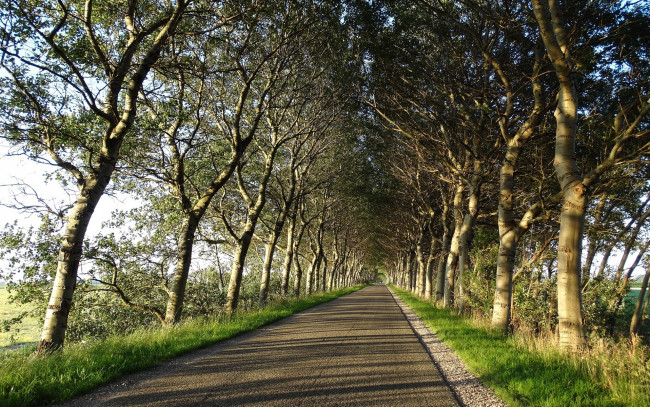 Обои картинки фото природа, дороги, деревья, шоссе