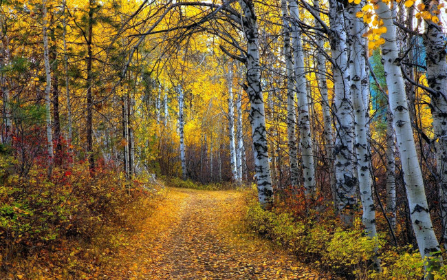 Обои картинки фото природа, дороги, листопад, осень, березы, роща