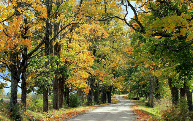 Обои картинки фото природа, дороги, осень, деревья, дорога, проселочная