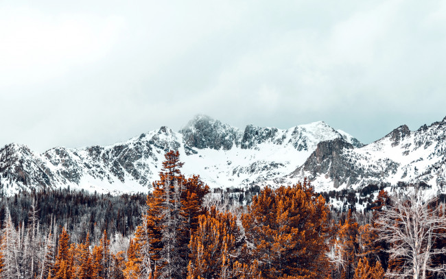Обои картинки фото природа, горы, лес, вершины, снежные