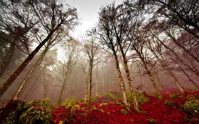 Обои картинки фото природа, лес, деревья, мох, туман