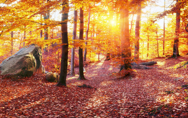 Обои картинки фото природа, лес, осень, деревья, леса, украина, камни, карпаты, листья