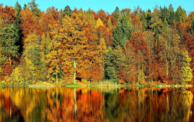 Обои картинки фото природа, реки, озера, лес, осень, река, отражение