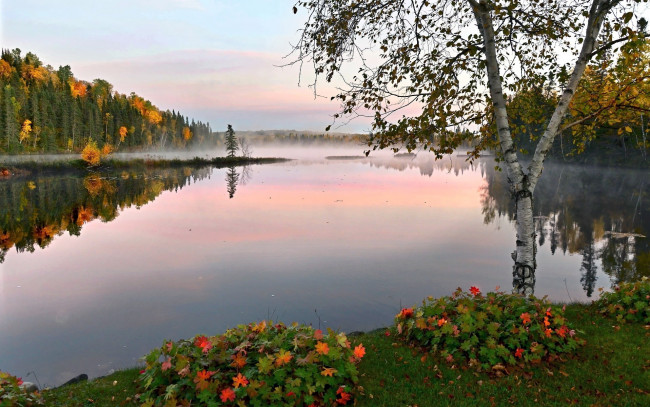 Обои картинки фото природа, реки, озера, туман, осень, озеро, береза