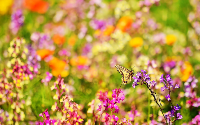 Обои картинки фото животные, бабочки,  мотыльки,  моли, бабочка, цветы, луг, махаон