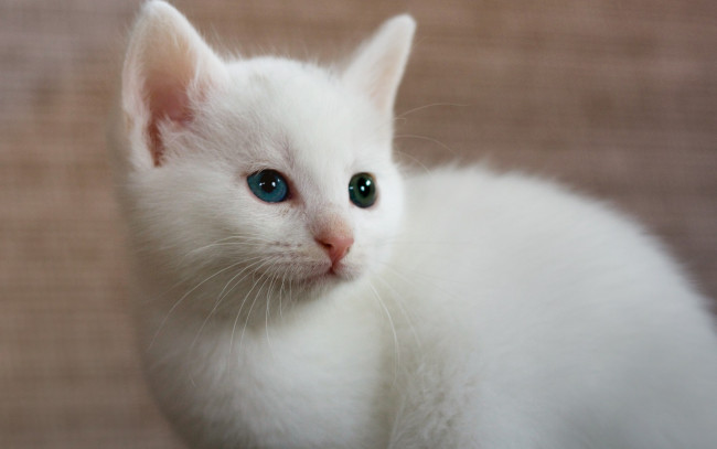 Обои картинки фото животные, коты, белый, цвет