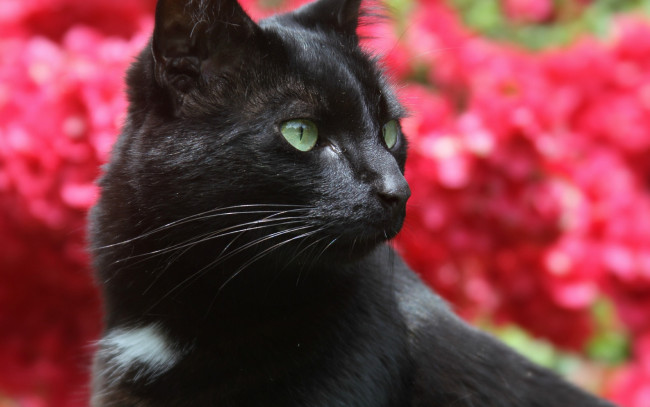 Обои картинки фото животные, коты, черный, цвет