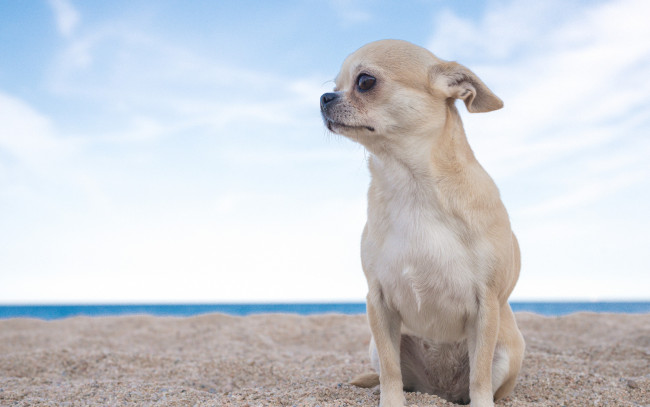 Обои картинки фото животные, собаки, собака, чихуахуа, пёсик, собачонка, небо, песок
