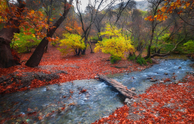 Обои картинки фото природа, реки, озера, ручей, пейзаж, осень, лес, камни, течение, листья, деревья