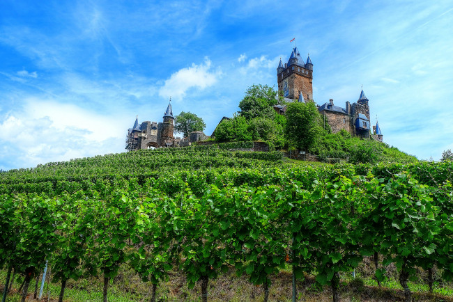 Обои картинки фото castle in the vineyards - cochem,  mosel valley, города, замки германии, замок, виноградник