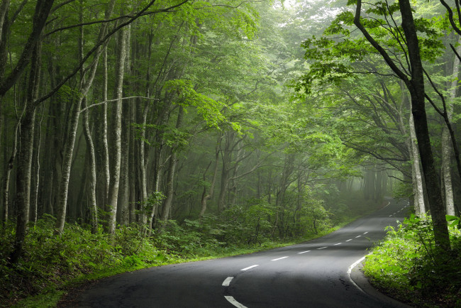 Обои картинки фото природа, дороги, дорога, поворот, лес