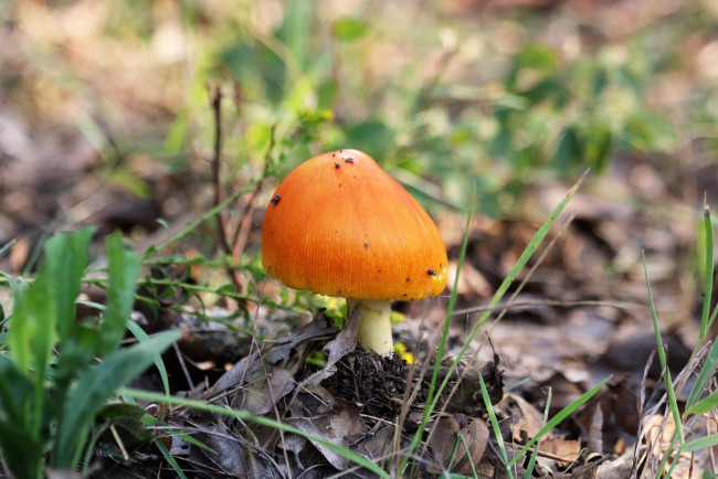 Обои картинки фото природа, грибы,  мухомор, шляпка, оранжевая
