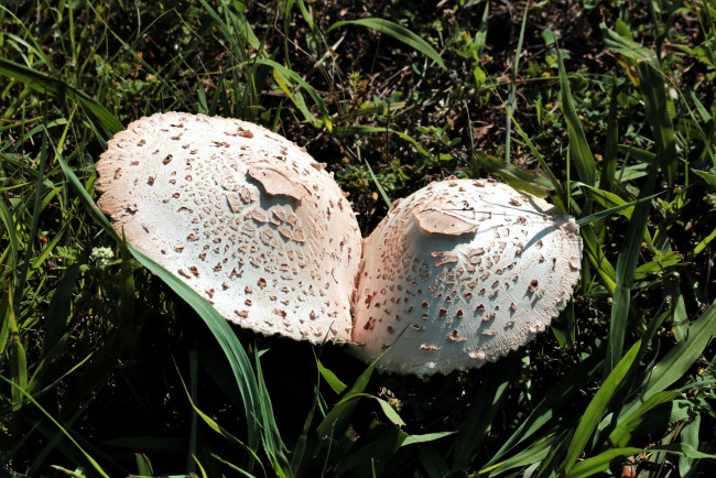 Обои картинки фото природа, грибы, дуэт, трава