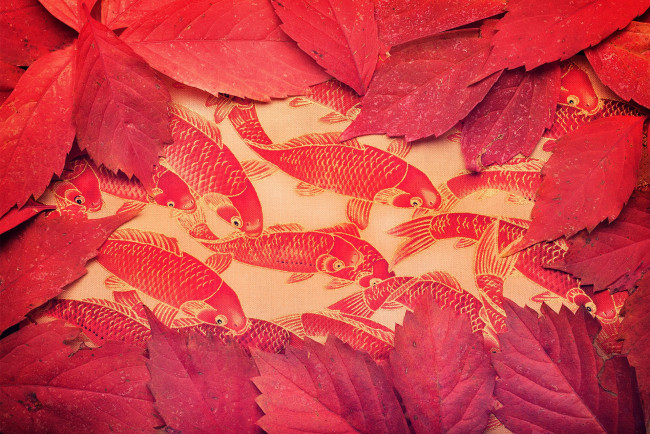 Обои картинки фото природа, листья, рыбы, цвет, фон