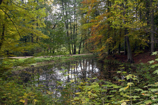 Обои картинки фото природа, парк, водоем, аллея, листопад, осень, деревья
