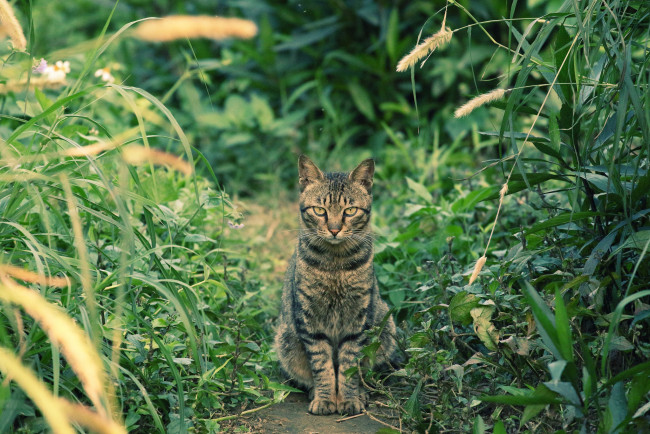 Обои картинки фото животные, коты, кот, котэ, трава, взгляд