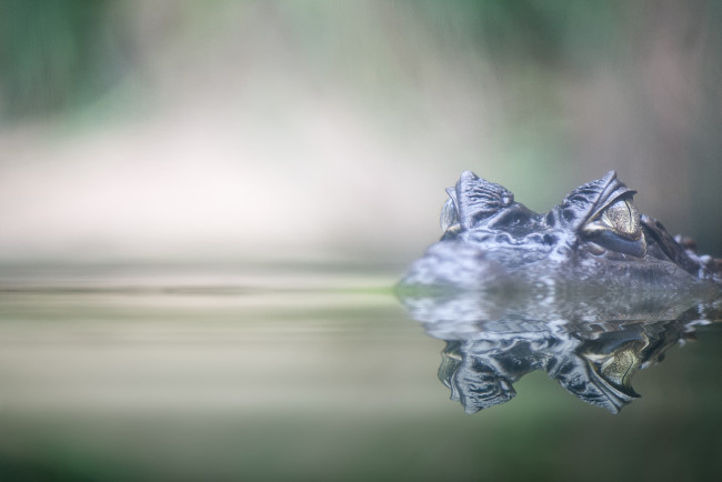Обои картинки фото животные, крокодилы, крокодил, вода, глаза