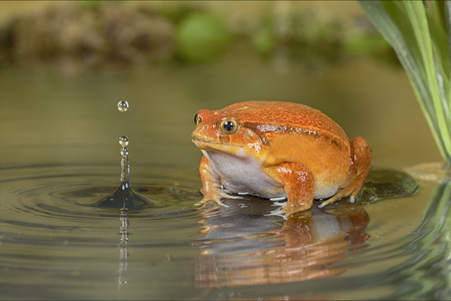 Обои картинки фото животные, лягушки, капли, вода, оранжевая, лягушка