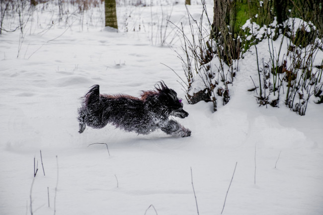 Обои картинки фото животные, собаки, снег