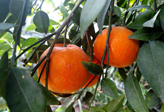 Обои картинки фото природа, плоды, мандарины