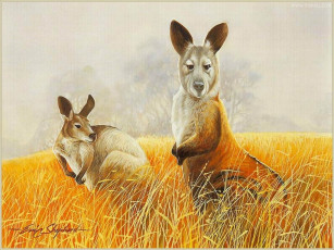 Картинка рисованные животные кенгуру